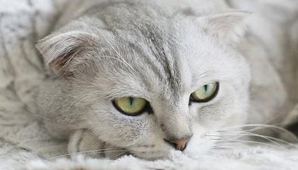 卡普尔凭借稳定表现和突破力，让袋鼠队在比赛中占得先机，卡普尔什么意思