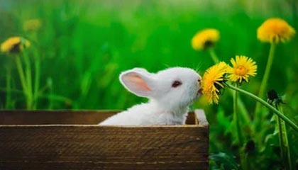 卡普尔凭借稳定表现和突破力，让袋鼠队在比赛中占得先机，卡普尔什么意思